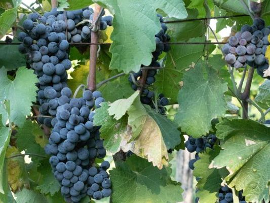 Vinogradi Devet Jugovica