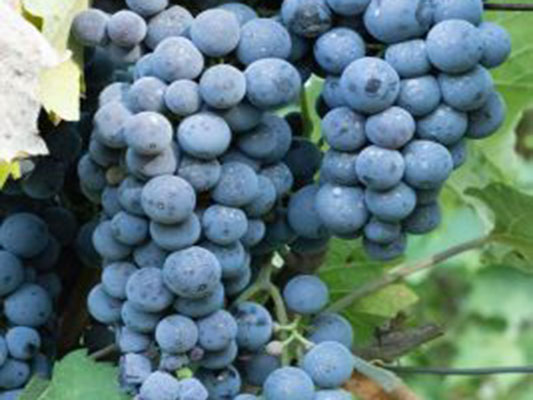 Vinogradi Devet Jugovica