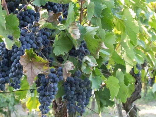 Vinogradi Devet Jugovica