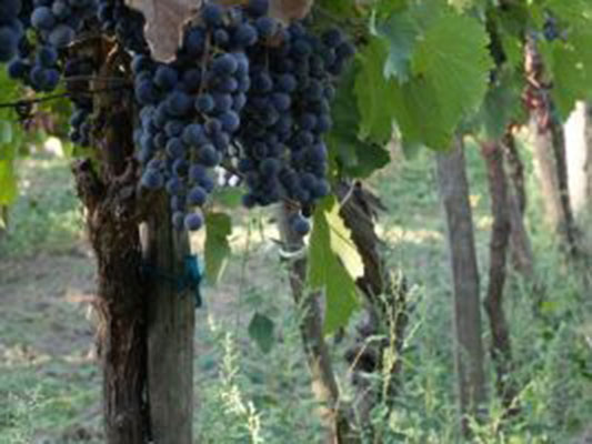 Vinogradi Devet Jugovica