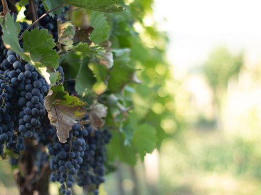 Vinogradi Devet Jugovica