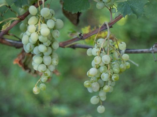 Vinogradi Devet Jugovica