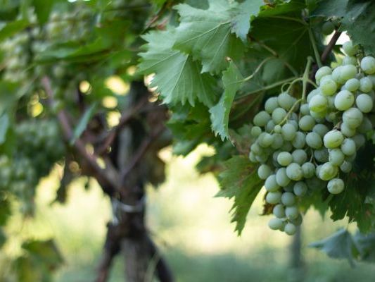 Vinogradi Devet Jugovica