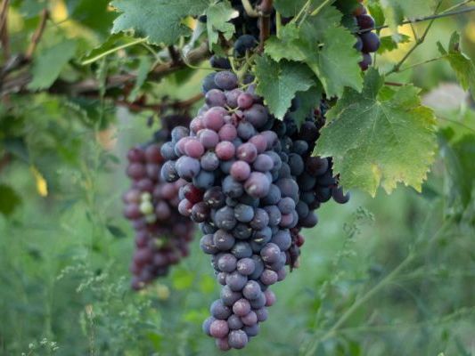 Vinogradi Devet Jugovica
