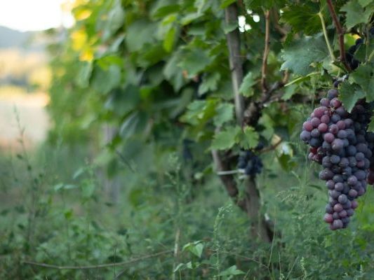 Vinogradi Devet Jugovica