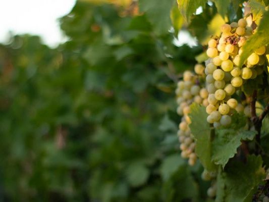 Vinogradi Devet Jugovica