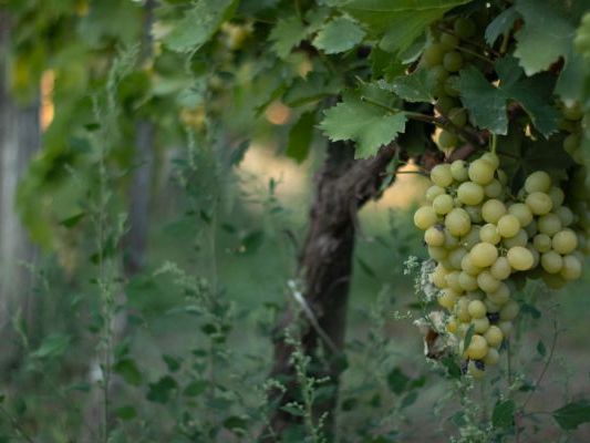 Vinogradi Devet Jugovica