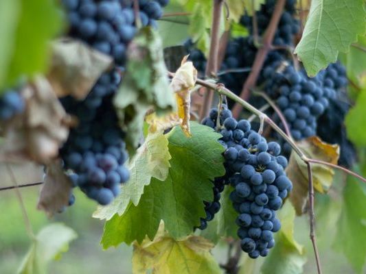 Vinogradi Devet Jugovica