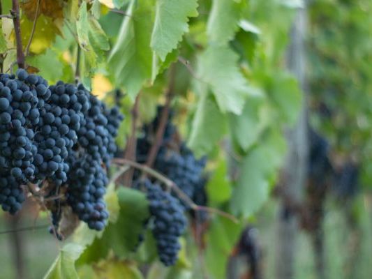 Vinogradi Devet Jugovica
