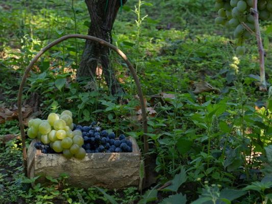 Vinogradi Devet Jugovica