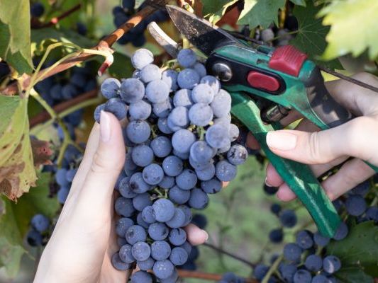 Vinogradi Devet Jugovica