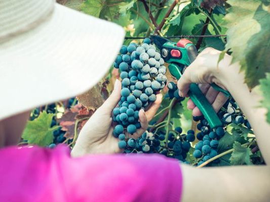 Vinogradi Devet Jugovica