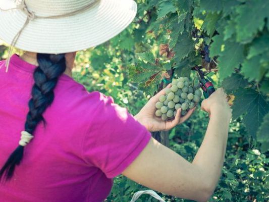 Vinogradi Devet Jugovica