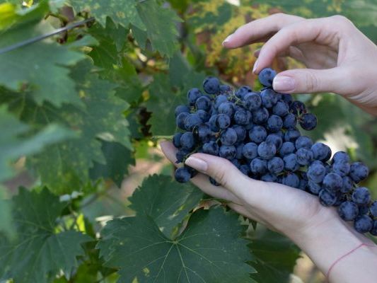 Vinogradi Devet Jugovica
