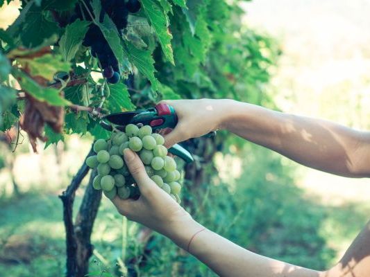 Vinogradi Devet Jugovica