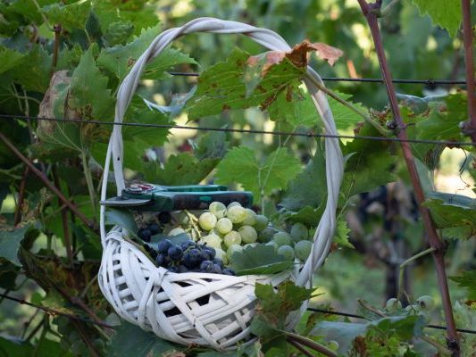 Vinogradi Devet Jugovica