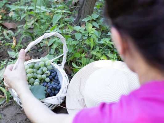 Vinogradi Devet Jugovica