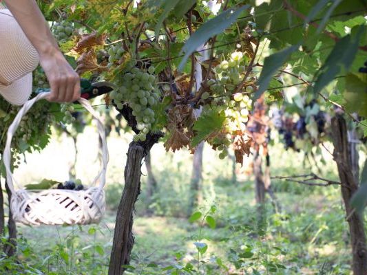 Vinogradi Devet Jugovica