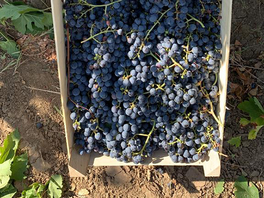 Vinogradi Devet Jugovica