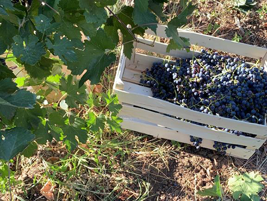 Vinogradi Devet Jugovica