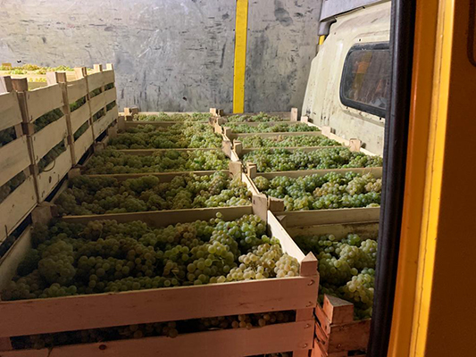 Vinogradi Devet Jugovica