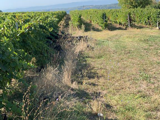Vinogradi Devet Jugovica