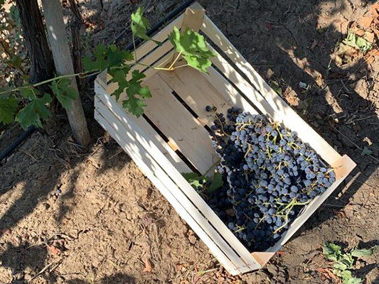 Vinogradi Devet Jugovica