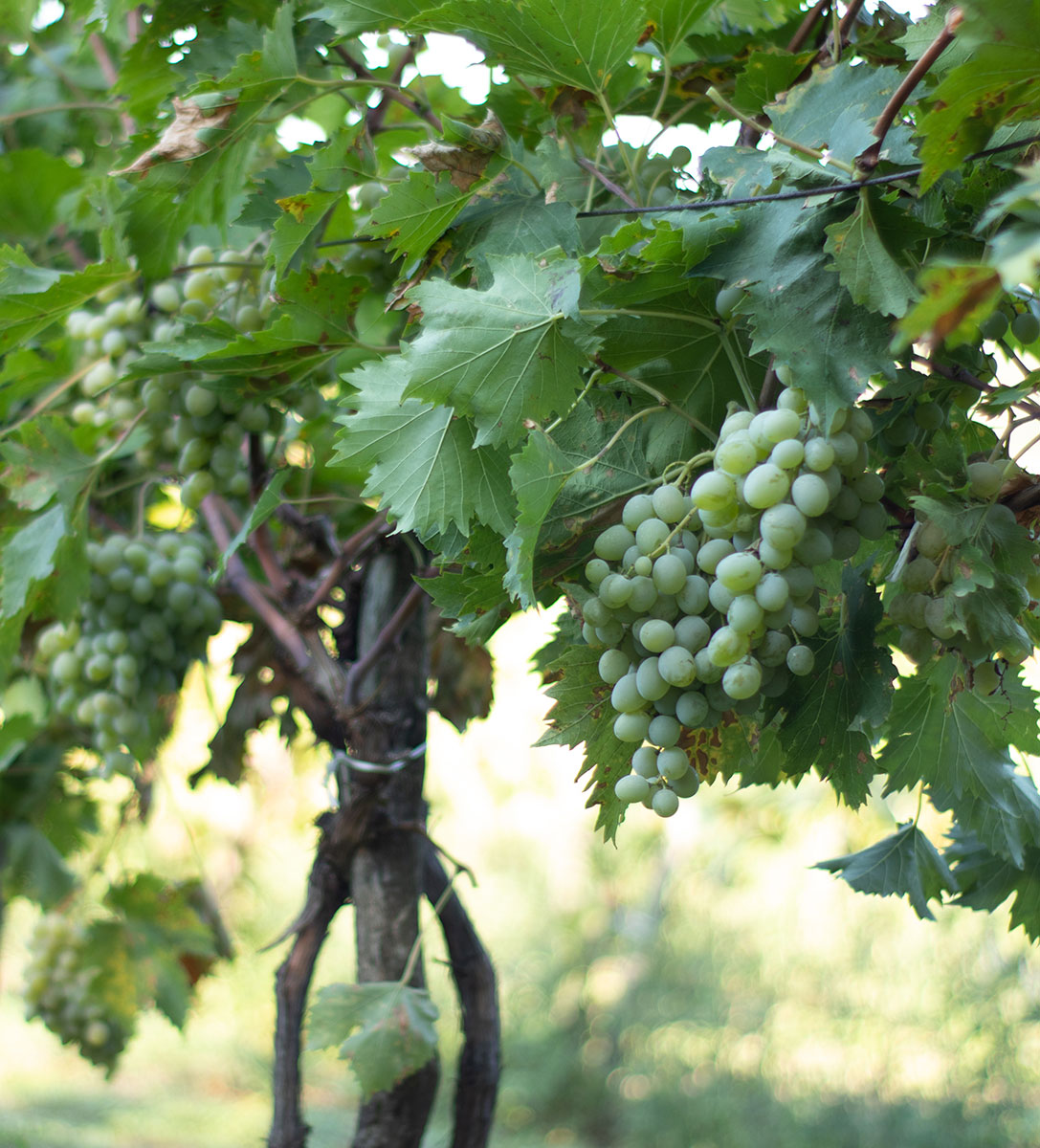 Vinarija Trstenik